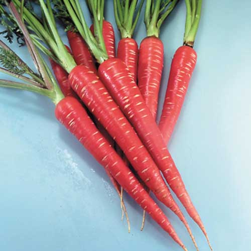 Red Carrot