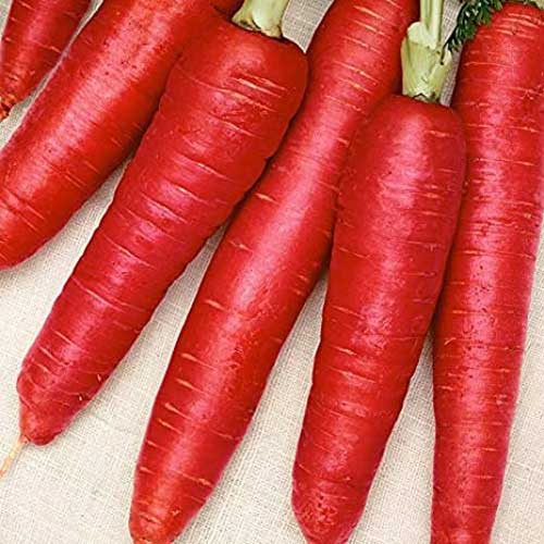 Red Carrot