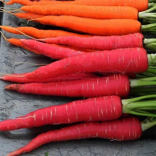 Red Carrot