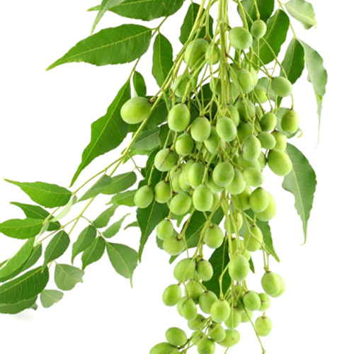 Meetha Neem Plant