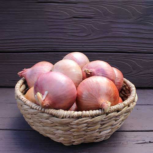 Pink Onion