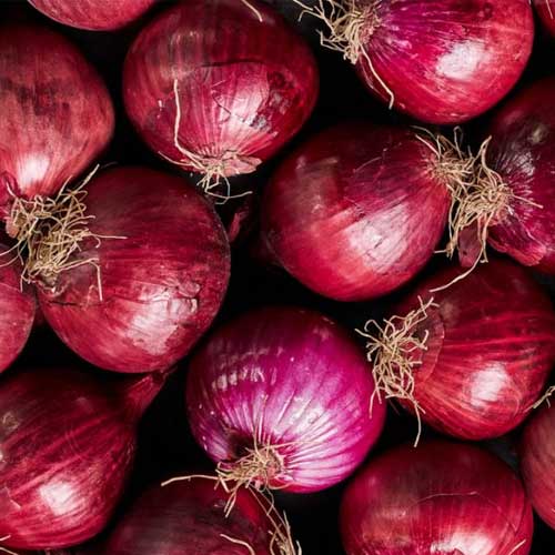 Pink Onion