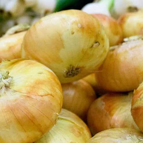 Yellow Onion