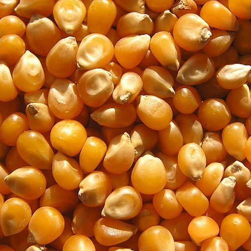 Corn Kernels