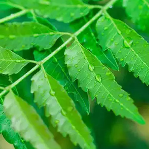 Neem Plants