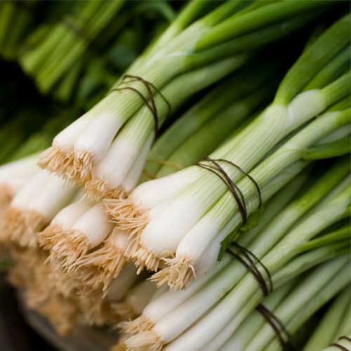 Green Onions