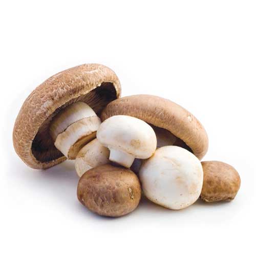 Organic Mushroom