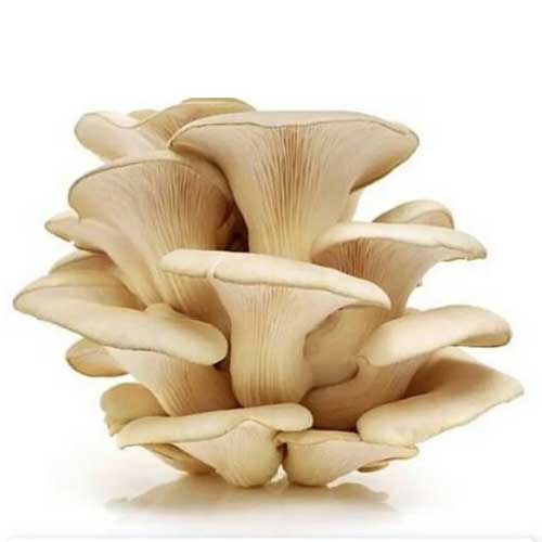 Organic Mushroom