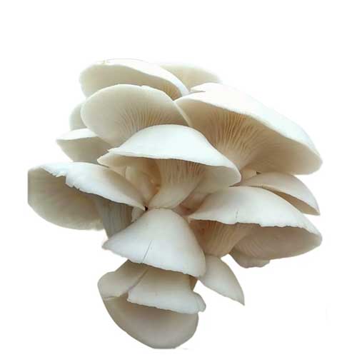 Organic Mushroom
