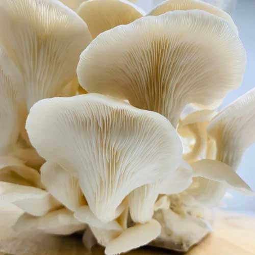 Organic Mushroom