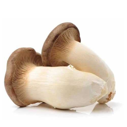 Organic Mushroom
