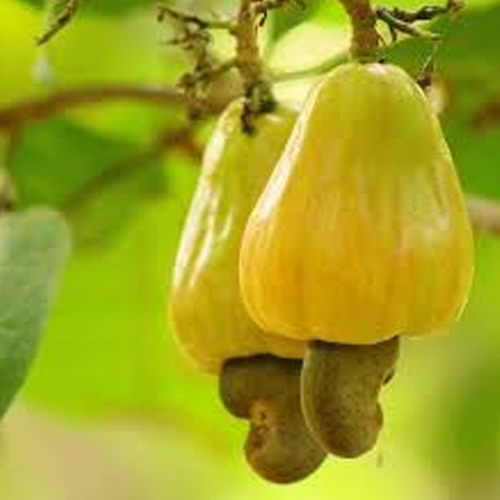 Cashew Apples