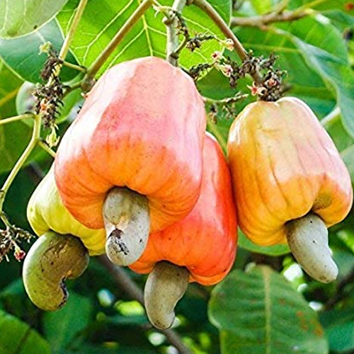 Cashew Apples