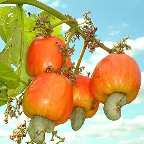 Cashew Apples