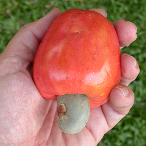 Cashew Apples