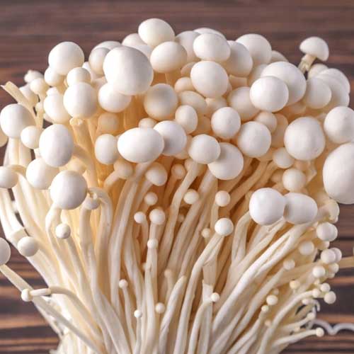 Edible Mushroom