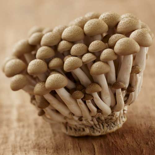 Edible Mushroom