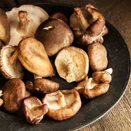 Edible Mushroom