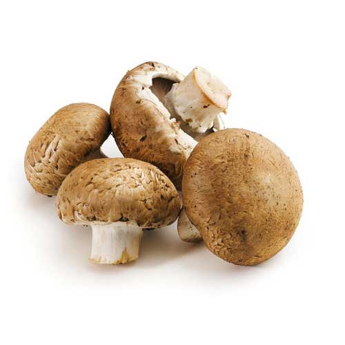 Edible Mushroom
