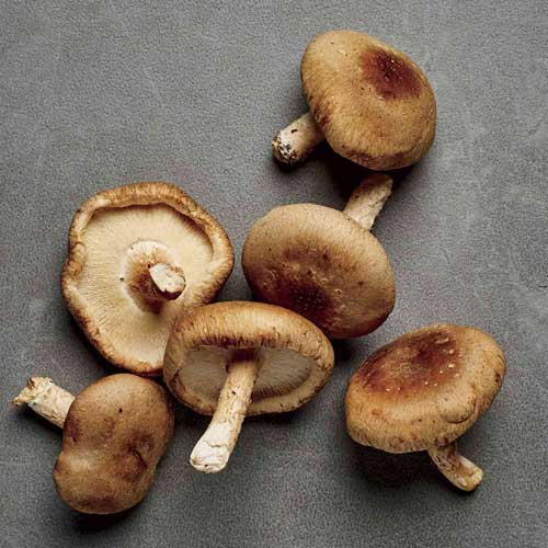 Edible Mushroom