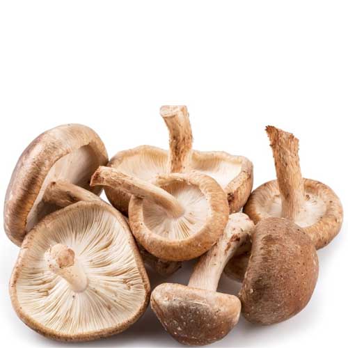 Edible Mushroom