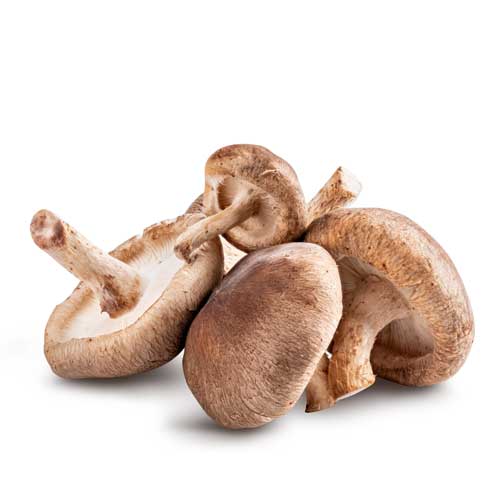 Edible Mushroom