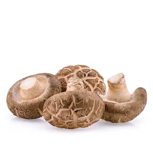 Edible Mushroom