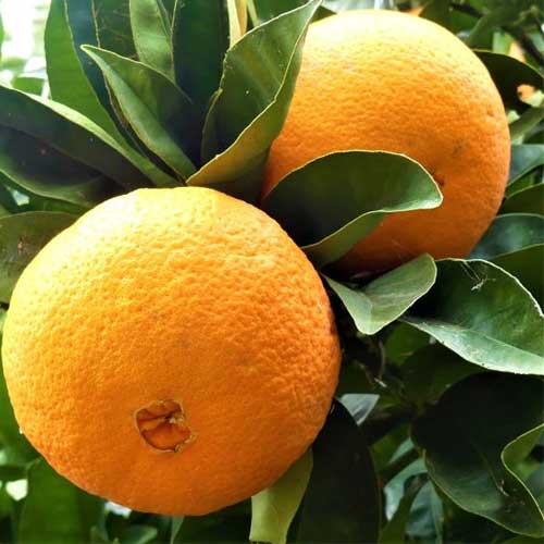 Navel Orange