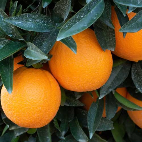 Navel Orange