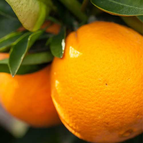 Navel Orange