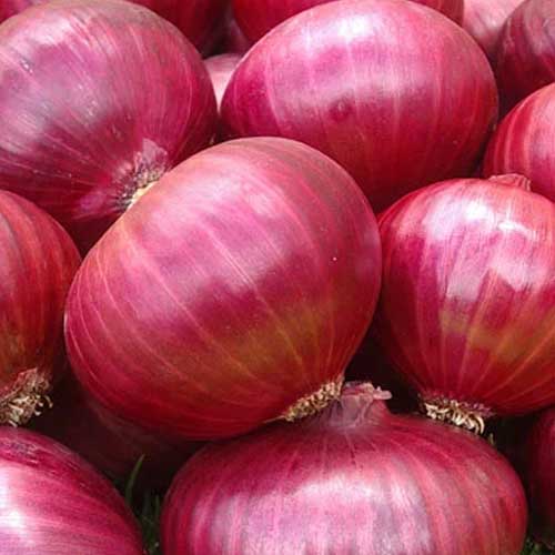 Red Big Onion
