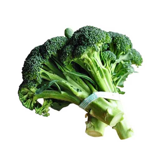 Fresh Broccoli