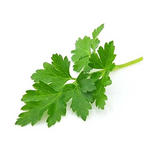 Parsley Leaves