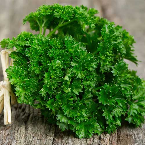 Parsley Leaves