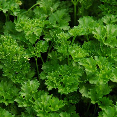Parsley Leaves