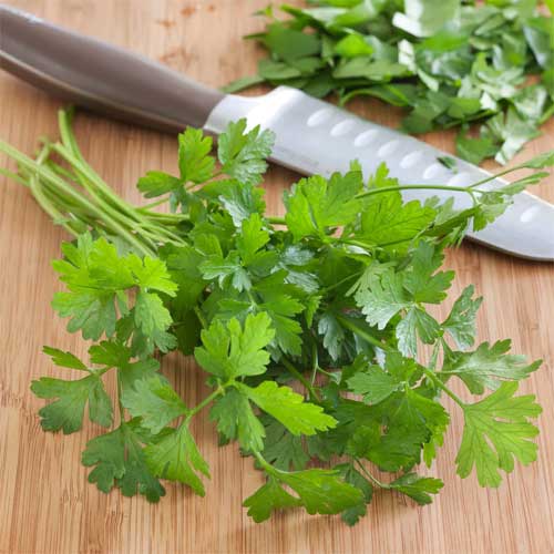 Parsley Leaves