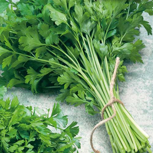 Parsley Leaves