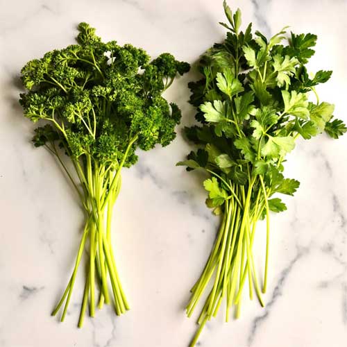 Parsley Leaves
