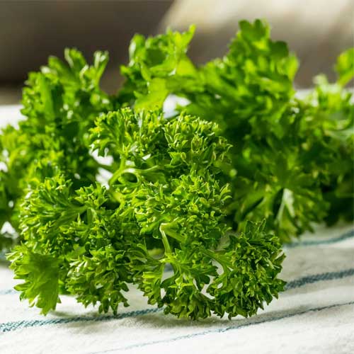 Parsley Leaves
