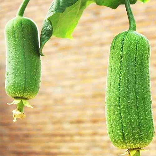 Sponge Gourd