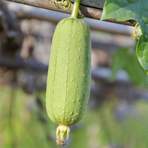 Sponge Gourd