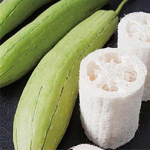 Sponge Gourd