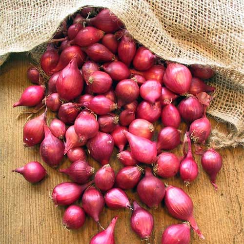 Red Small Onion