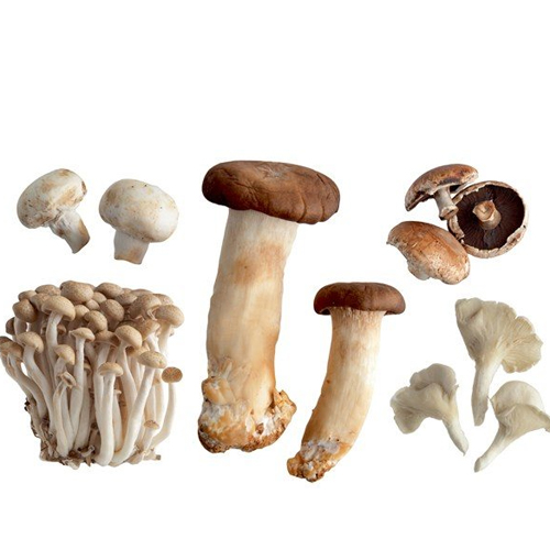 Canned Mushroom Slice