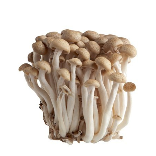 Canned Mushroom Slice