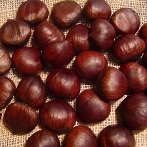 Fresh Chestnut