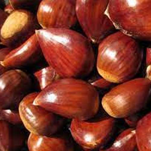 Fresh Chestnut