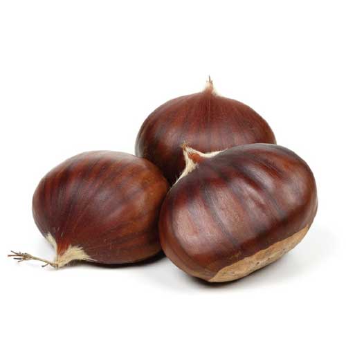 Fresh Chestnut