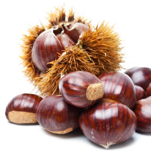 Fresh Chestnut