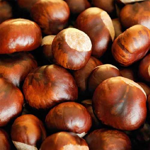 Fresh Chestnut